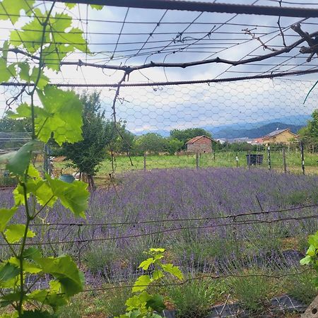 Salvia E Rosmarino - Affittacamere In Liguria Villanova d'Albenga Exterior photo