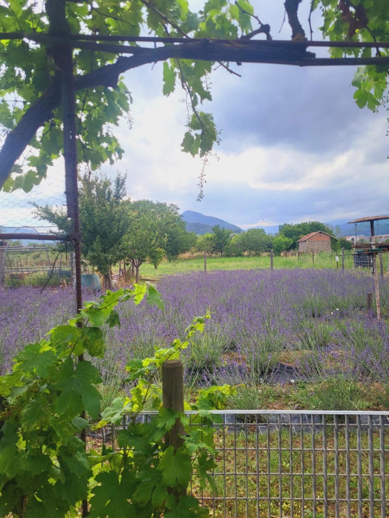 Salvia E Rosmarino - Affittacamere In Liguria Villanova d'Albenga Exterior photo