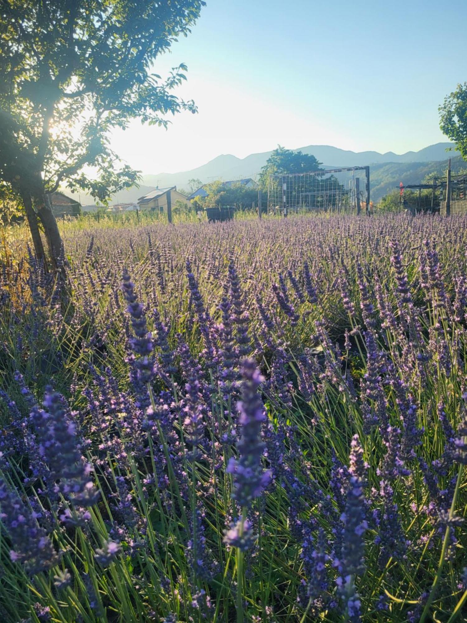 Salvia E Rosmarino - Affittacamere In Liguria Villanova d'Albenga Exterior photo