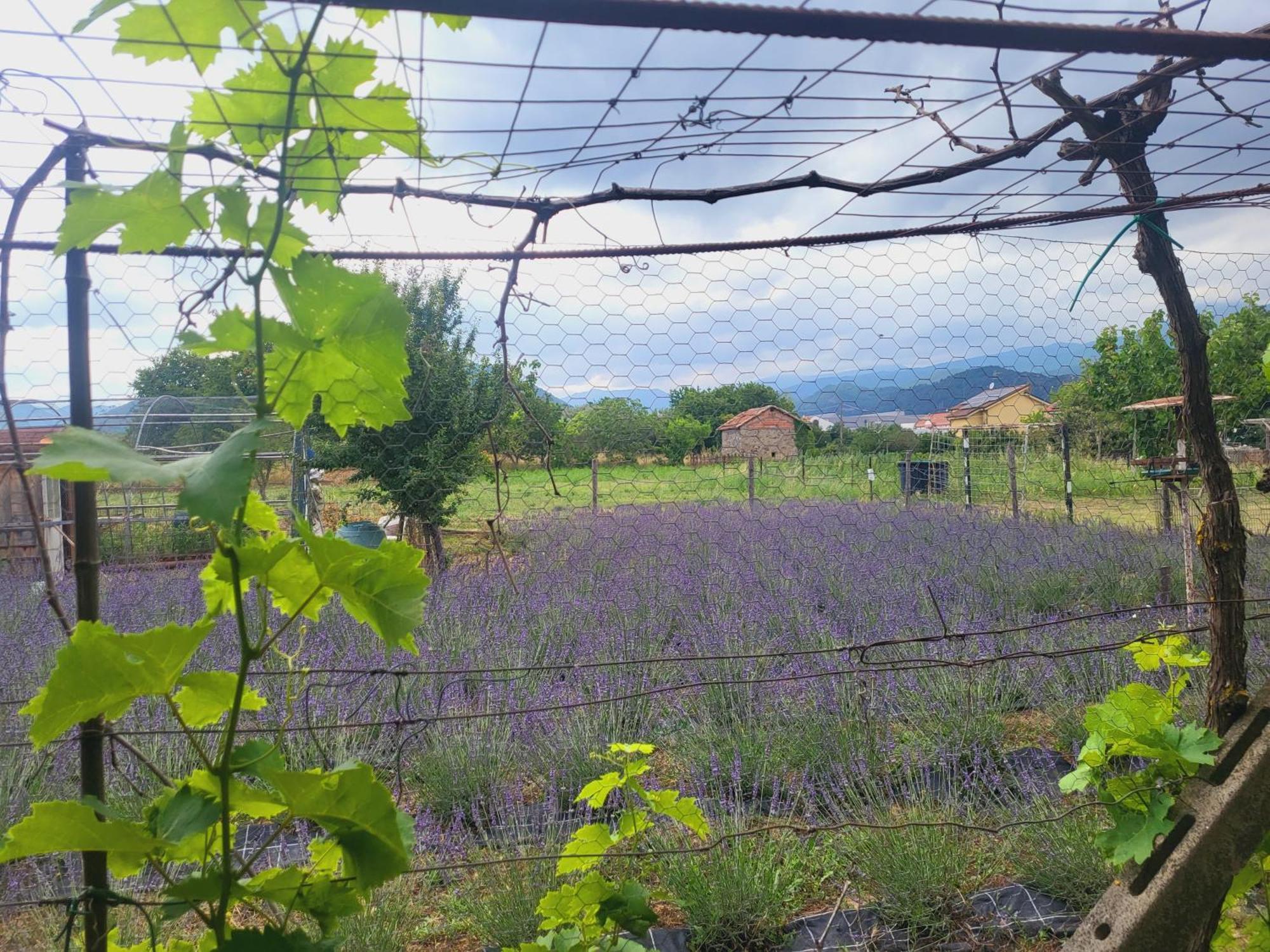 Salvia E Rosmarino - Affittacamere In Liguria Villanova d'Albenga Exterior photo