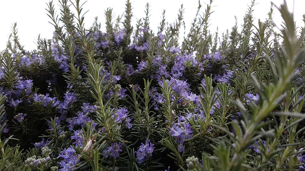 Salvia E Rosmarino - Affittacamere In Liguria Villanova d'Albenga Exterior photo